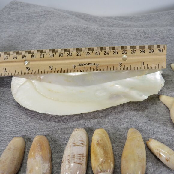 Hiatella arctica mother of pearl polished finish REAL with other shells - Picture 12 of 13